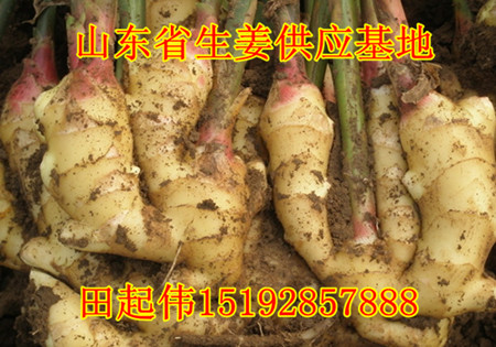 生姜最新价格动态，市场走势、影响因素与未来预测全解析