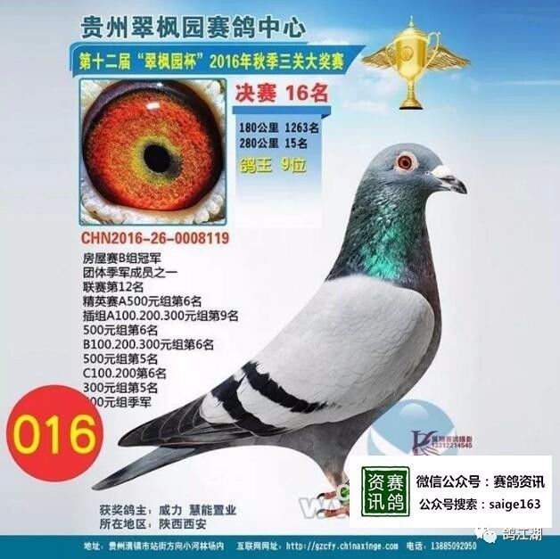 榆次最新鸽市，鸽缘与家的温馨日常