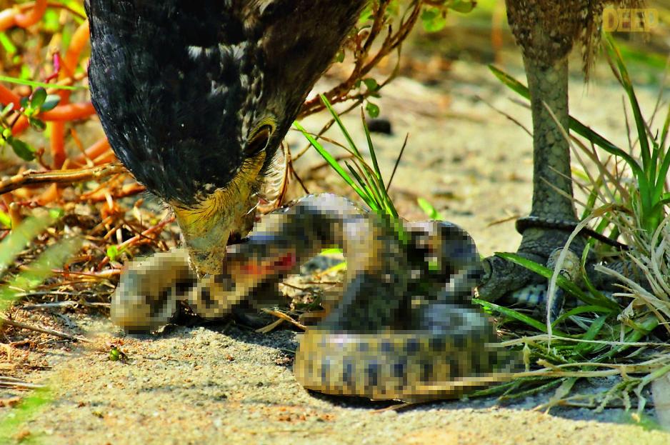国家二级保护动物最新监测科技产品介绍,保护珍稀物种的新利器