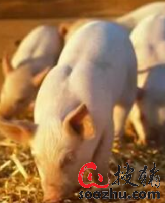 猪流感病毒最新动态，世界在变，我们的关注不变