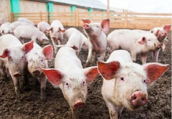 猪流感病毒最新动态,世界在变,我们的关注不变