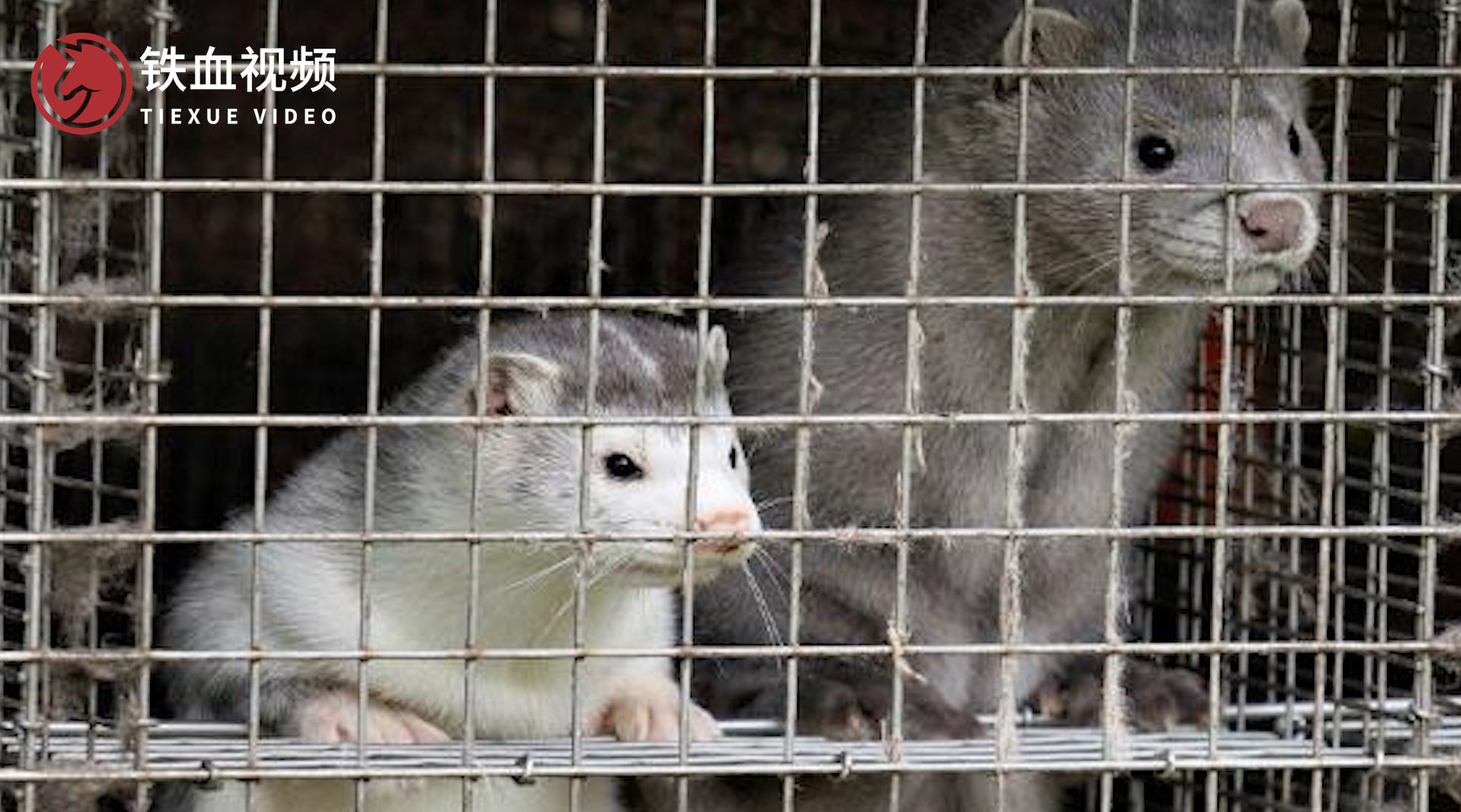 丹麦捕杀水貂最新动态，小巷深处的独特探秘