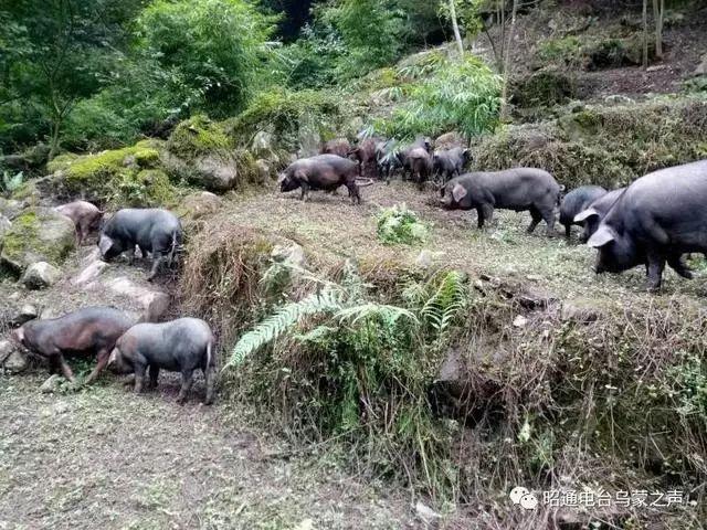 最新生猪价格行情重庆,最新生猪价格行情重庆,变化中的机遇与自我超越的旅程