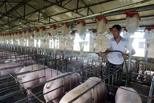 最新生猪价格行情重庆,最新生猪价格行情重庆,变化中的机遇与自我超越的旅程