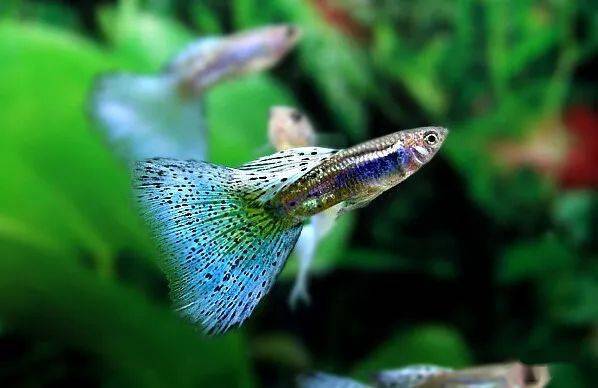 澳彩资料免费资料大全,全方位操作计划_声学版98.659