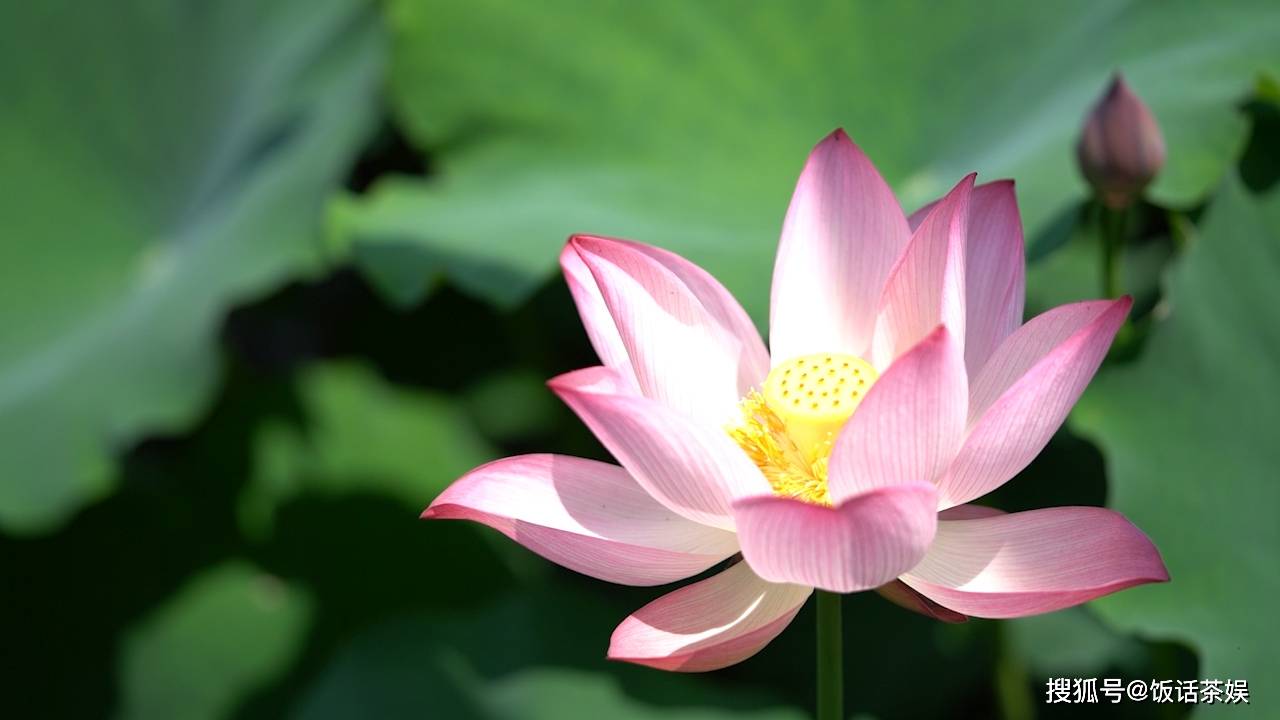 澳门一码一肖一特一中是公开的吗,数据引导执行策略_桌面版97.630