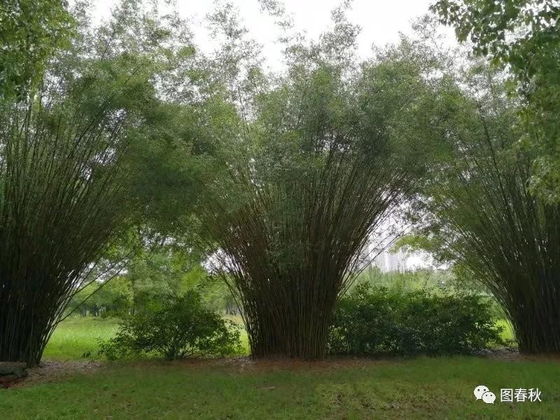 最新青青青草时代绿意与生机盎然展现