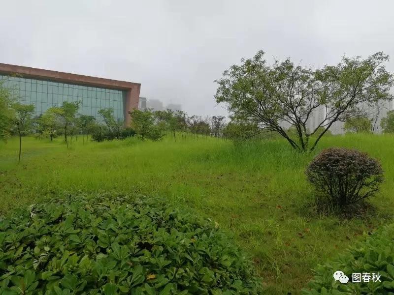 最新青青青草时代绿意与生机盎然展现