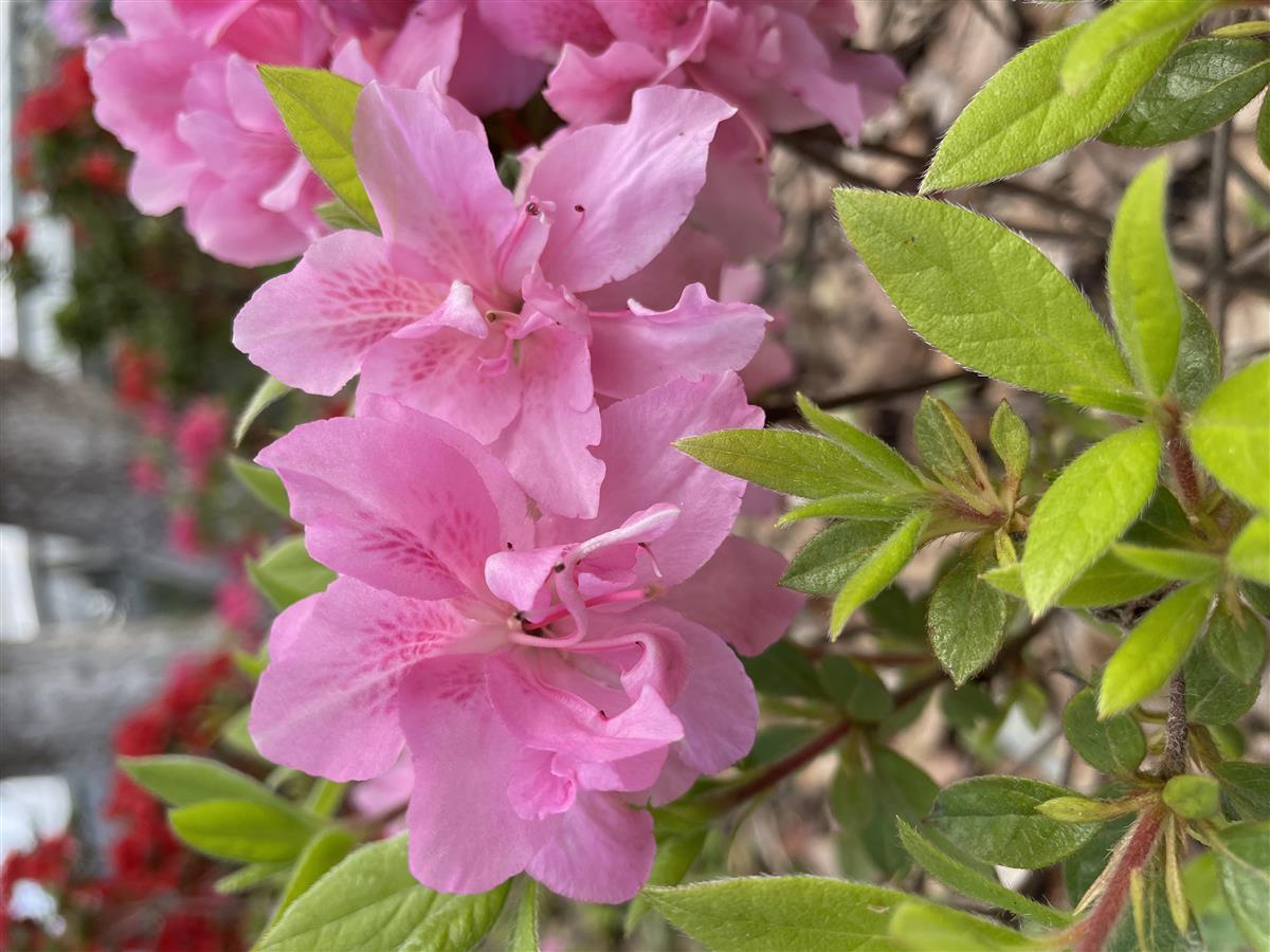 最新樱花校园模拟器皇冠,深度解析其独特魅力与特点