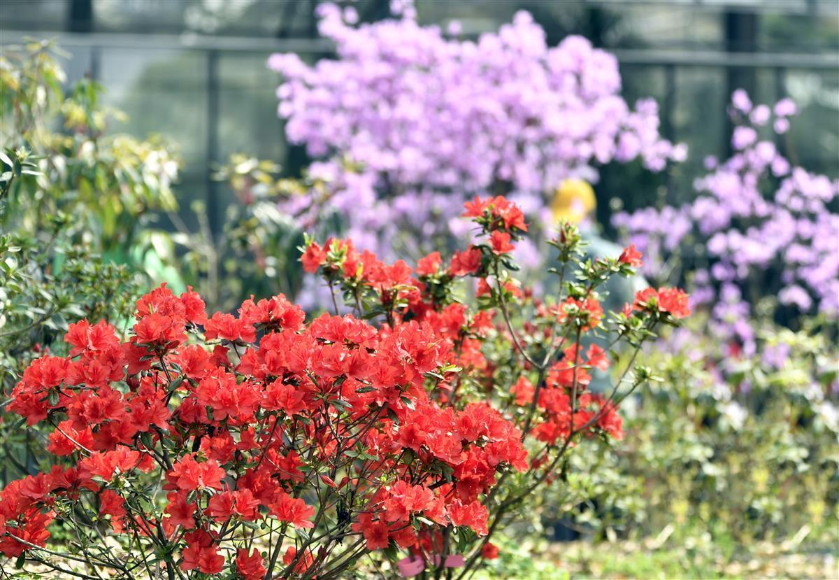 最新樱花校园模拟器皇冠,深度解析其独特魅力与特点