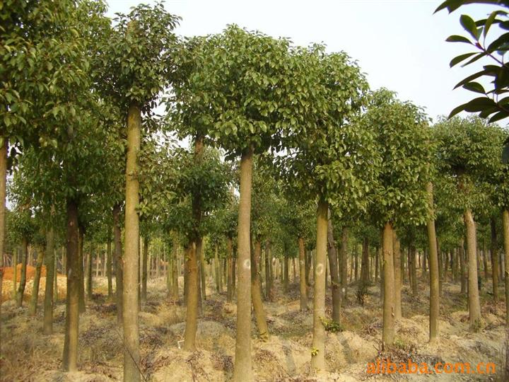 香樟价格行情中的温情故事揭秘