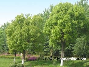 香樟价格行情中的温情故事揭秘