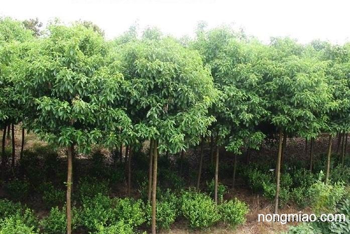 香樟价格行情中的温情故事揭秘