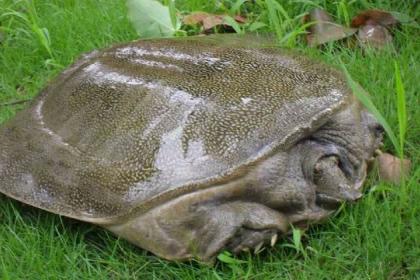 探寻甲鱼市场秘密，价格背后的温馨小故事