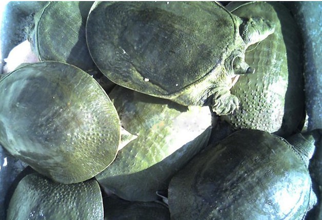 探寻甲鱼市场秘密,价格背后的温馨小故事