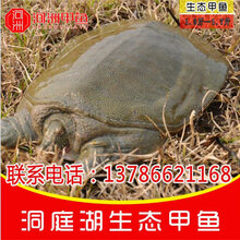 探寻甲鱼市场秘密,价格背后的温馨小故事