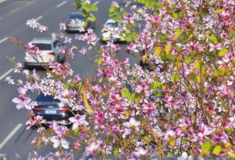 辛花路放最新更新，一路学习，自信绽放之花