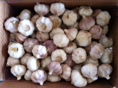 科技引领济宁金乡大蒜市场，蒜香飘向全球