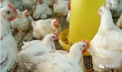 肉鸡价格行情今日,肉鸡价格行情今日，变化中的机遇，励志的力量