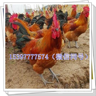 肉鸡价格行情今日,肉鸡价格行情今日,变化中的机遇,励志的力量