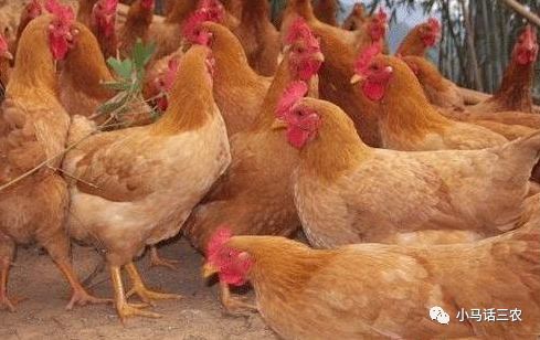 肉鸡价格行情今日,肉鸡价格行情今日,变化中的机遇,励志的力量