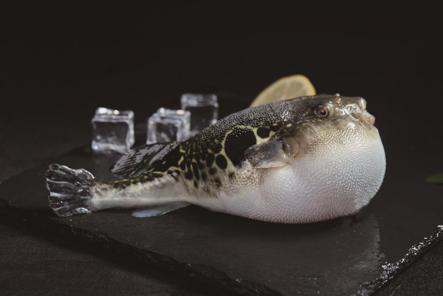 河豚上市公司科技新品引领未来潮流趋势