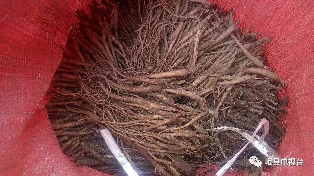 当归最新行情,科技革新引领生活风尚的潮流趋势