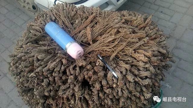 当归最新行情,科技革新引领生活风尚的潮流趋势