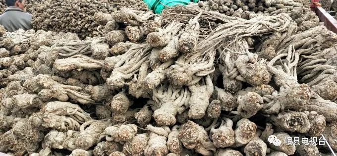 当归最新行情,科技革新引领生活风尚的潮流趋势