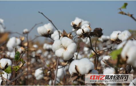 最新棉花行情与日常观察报告