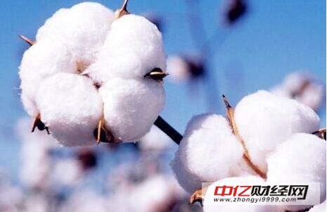 最新棉花行情与日常观察报告