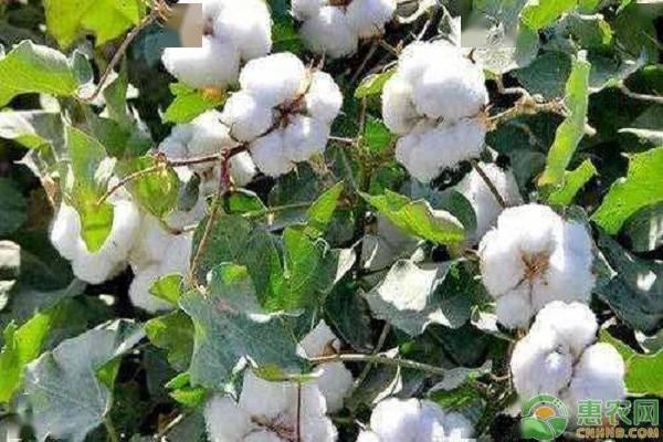 最新棉花行情与日常观察报告
