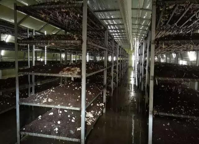 临西蘑菇厂招聘，多元视角探讨人才招募之道