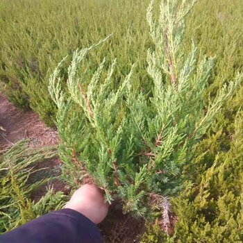 40公分小龙柏价格行情,温馨小日常，寻找那颗特别的40公分小龙柏