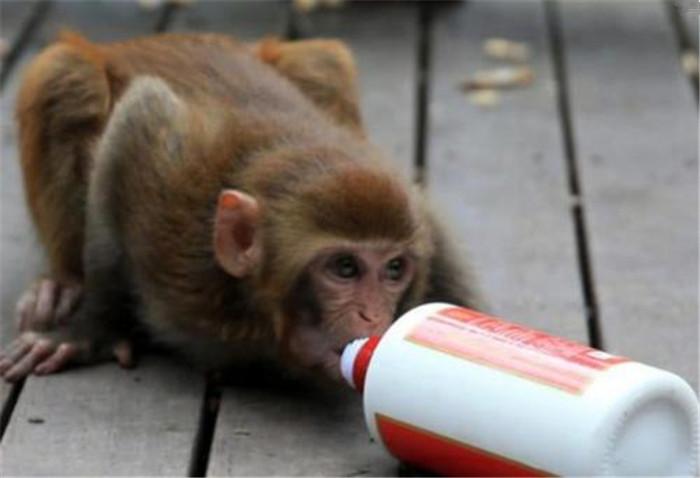 铁猴子演员，电影背后的精彩故事与演技之光