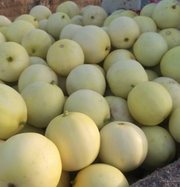 章丘高官寨甜瓜，品味甜蜜，价格一览