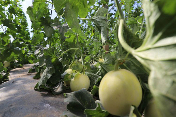 章丘高官寨甜瓜,品味甜蜜,价格一览