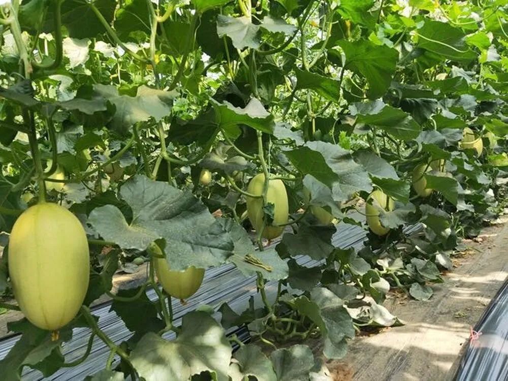 章丘高官寨甜瓜,品味甜蜜,价格一览