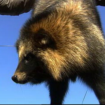 东北貉子皮价格表,小巷深处的皮草之旅