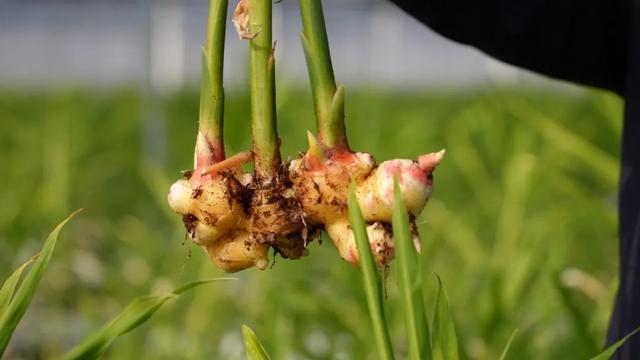 关于生姜新鲜季节的科普,仔姜上市时间解析