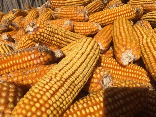 今日玉米收购行情深度分析与观点阐述,价格表概览