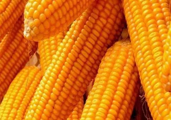 今日玉米收购行情深度分析与观点阐述,价格表概览