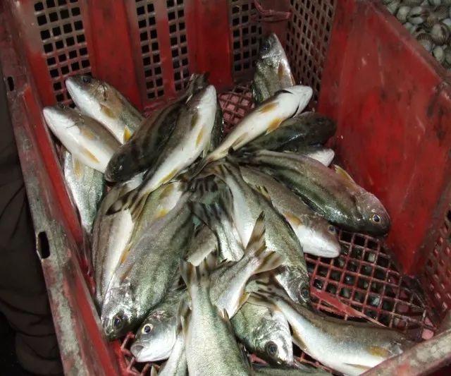 歌唱比赛名字,歌唱比赛的奇妙之旅——音符下的友情