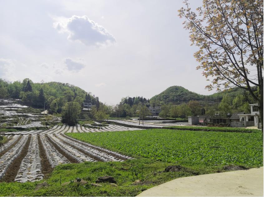 最新百里杜鹃公路建设进展报告更新