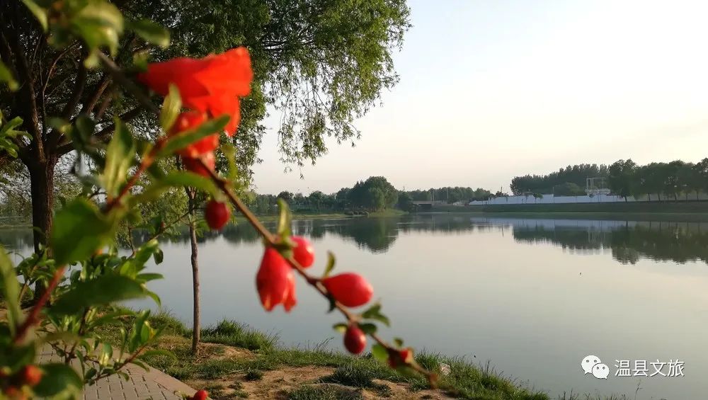 温县最新风景图,温县最新风景图，巷弄深处的一抹独特色彩