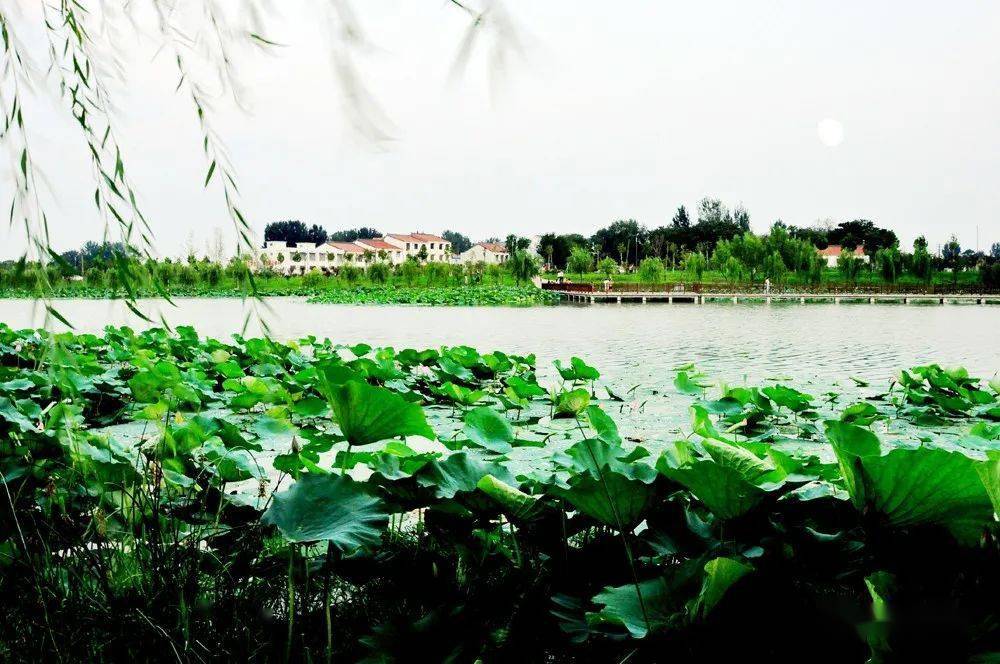 温县最新风景图,温县最新风景图,巷弄深处的一抹独特色彩