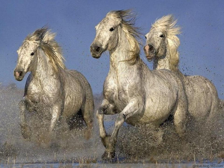 马奔最新动态揭秘,探索自然美景之旅,寻找内心平和的旅程