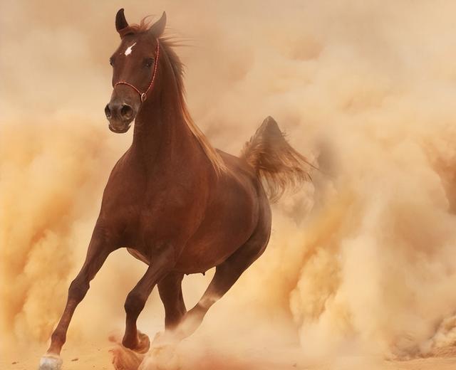 马奔最新动态揭秘,探索自然美景之旅,寻找内心平和的旅程