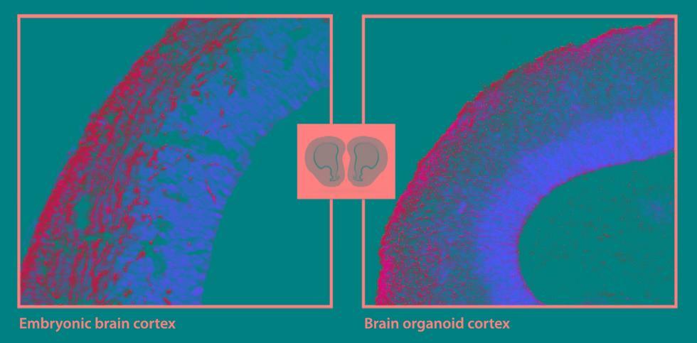 “脊髓治疗新进展”,脊髓治疗新进展,自信与成就感的源泉