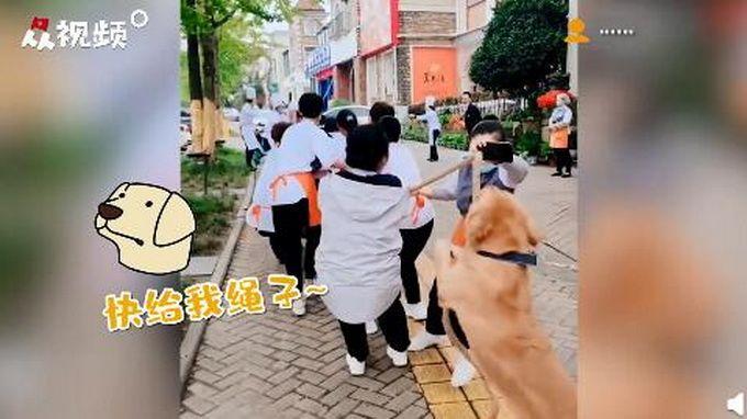 金毛比赛吃,味蕾盛宴,金毛的吃技对决